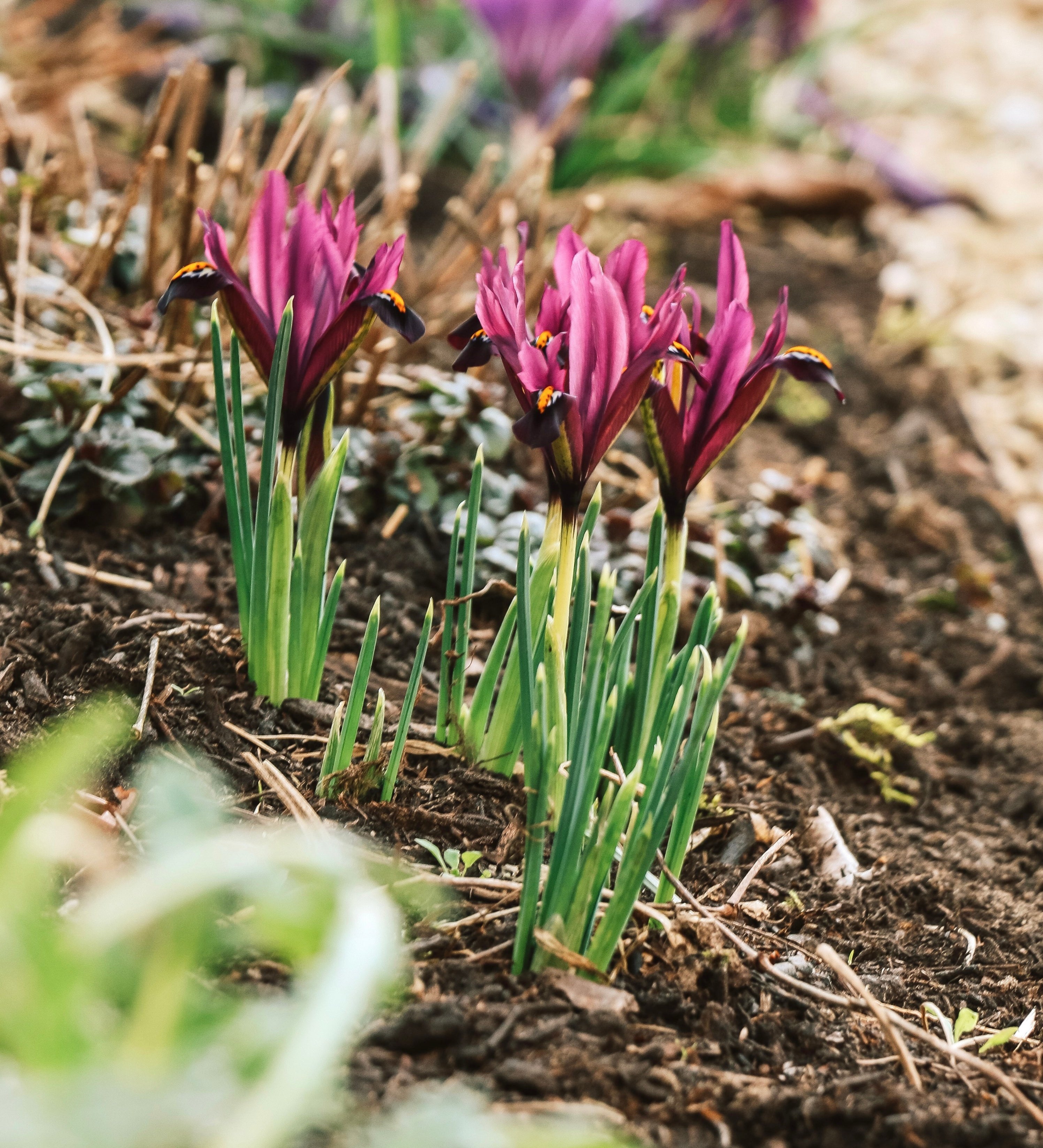 Iris reticulata 'J.S. Dijt' BIO
