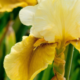 Iris germanica 'Bayberry Candle' - iris vaste plant