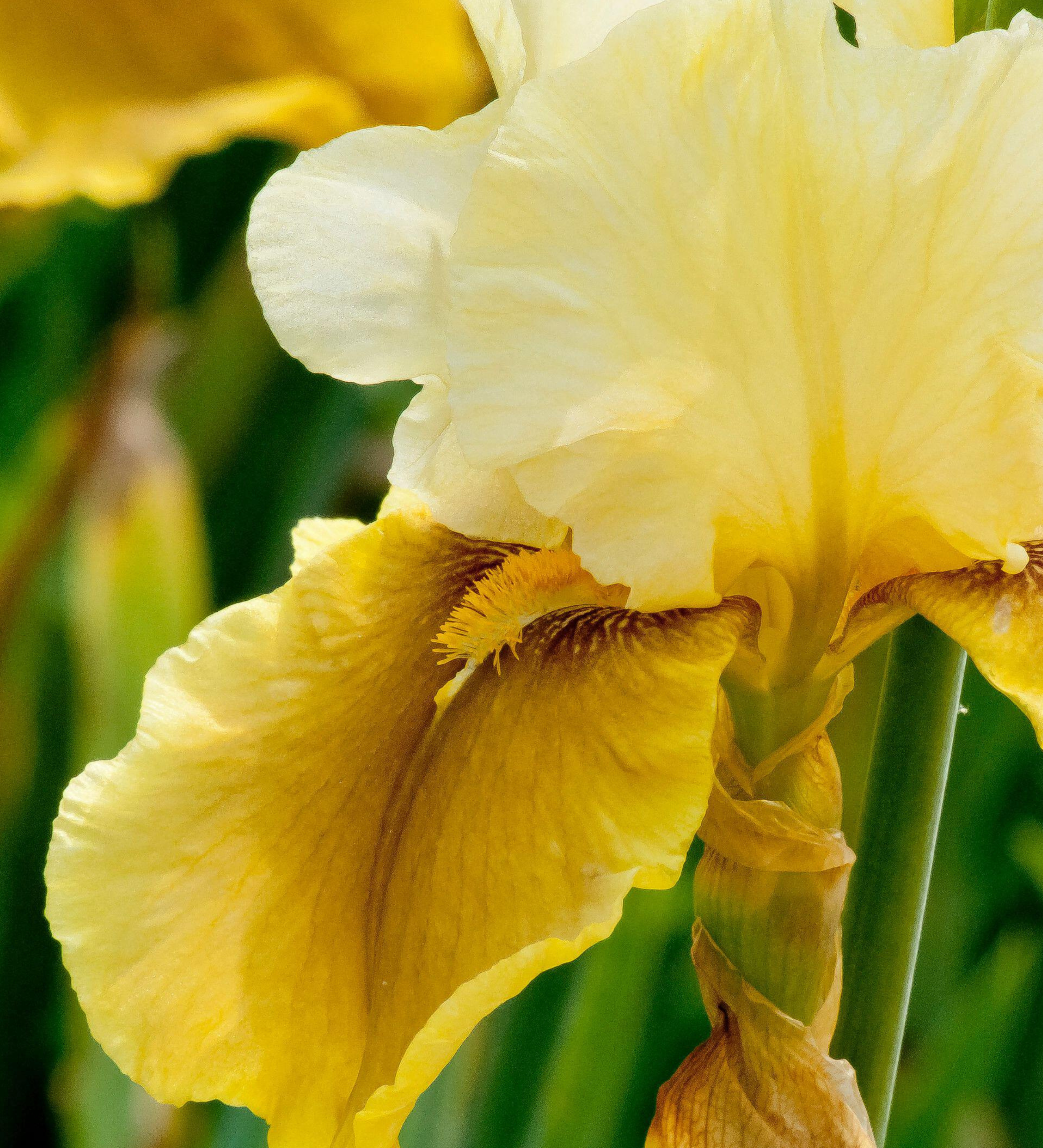 Iris germanica 'Bayberry Candle' - iris vaste plant