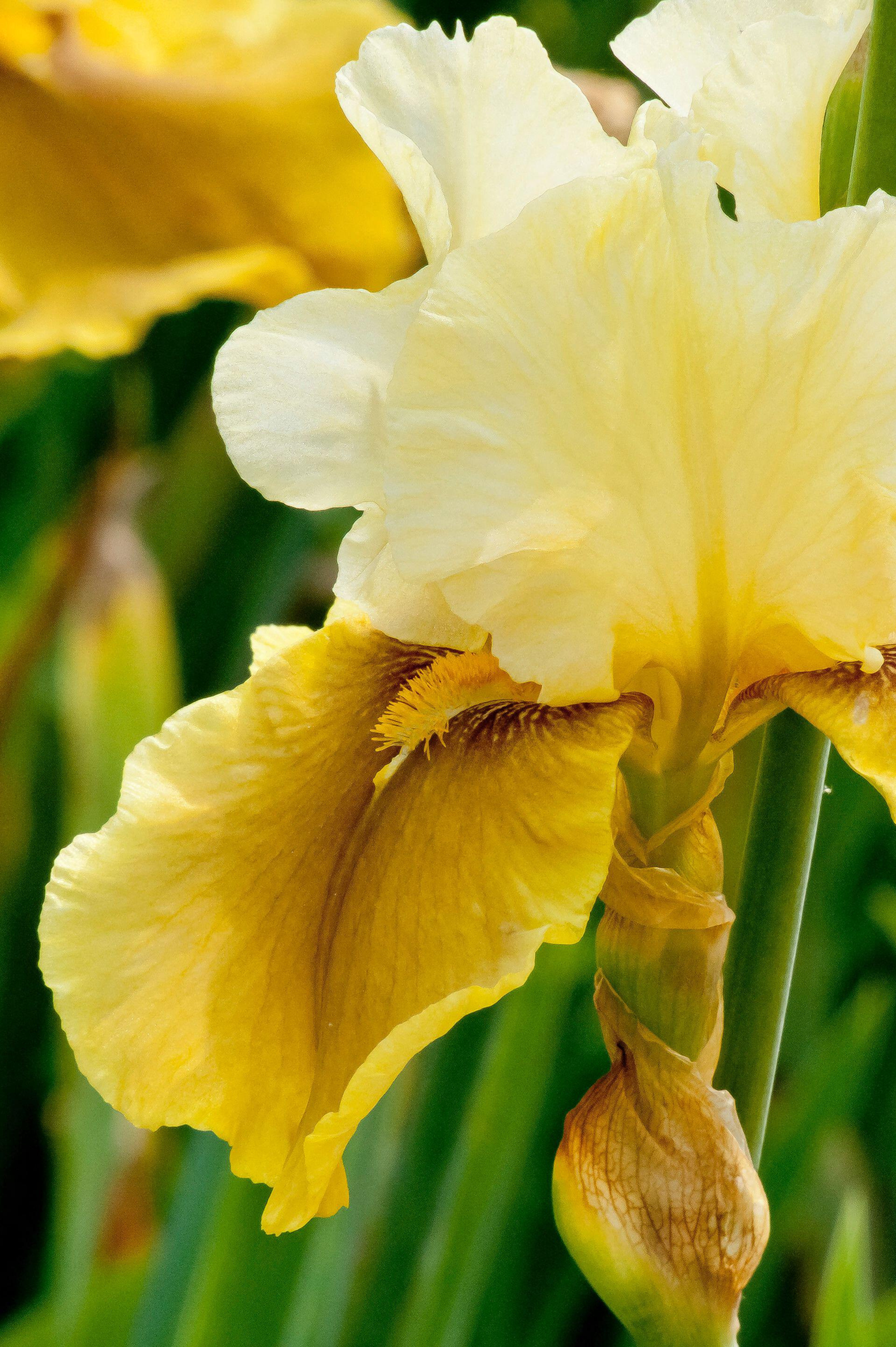 Iris germanica 'Bayberry Candle' - iris vaste plant