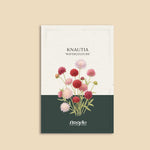 Knautia macedonia 'watercolours'-Angelo