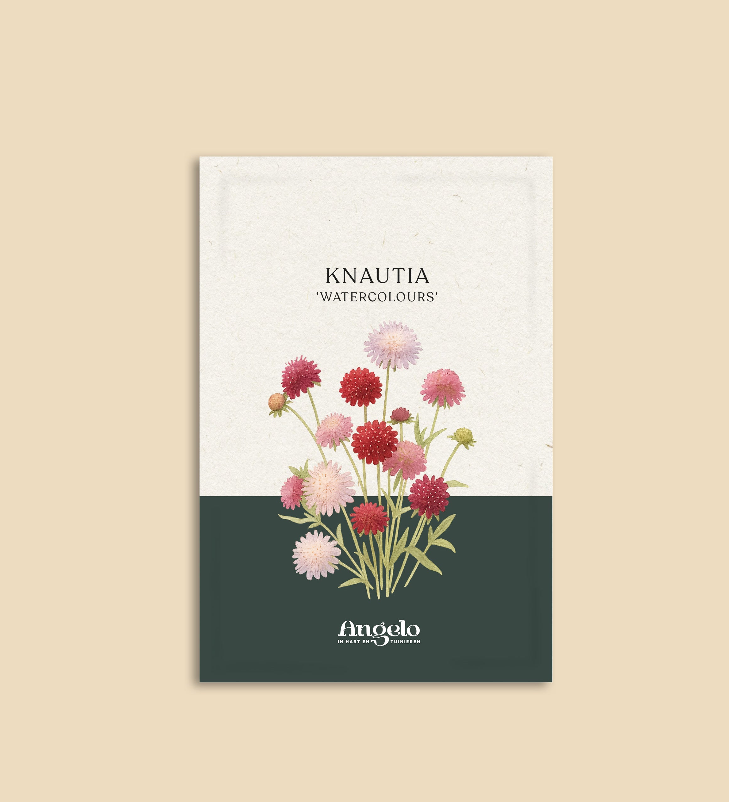 Knautia macedonia 'watercolours'-Angelo