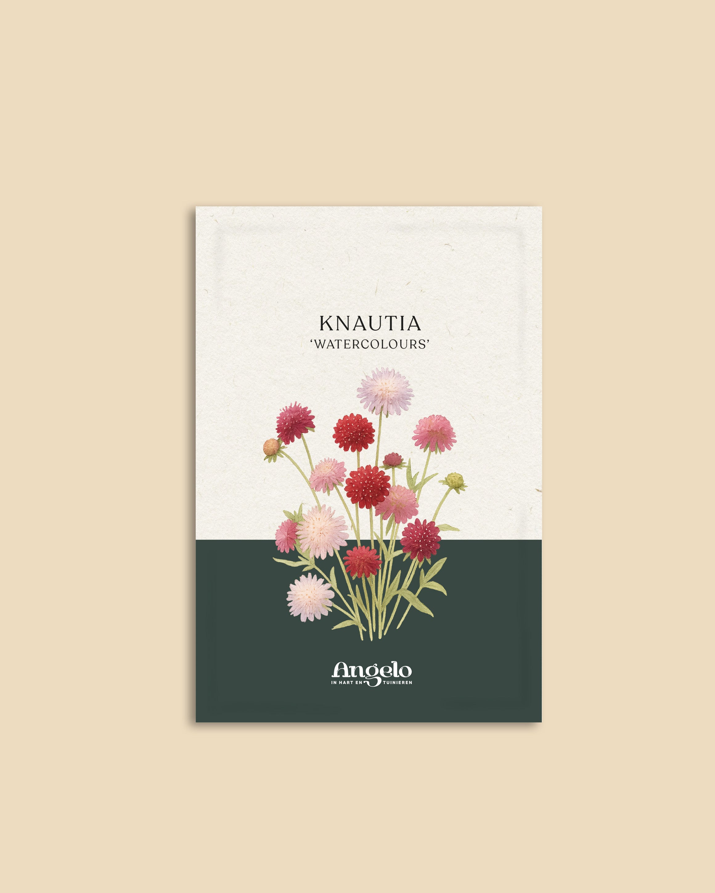 Knautia macedonia 'watercolours'-Angelo