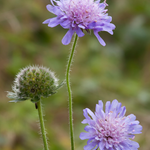 Knautia arvensis of beemdkroon