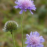 Knautia arvensis of beemdkroon