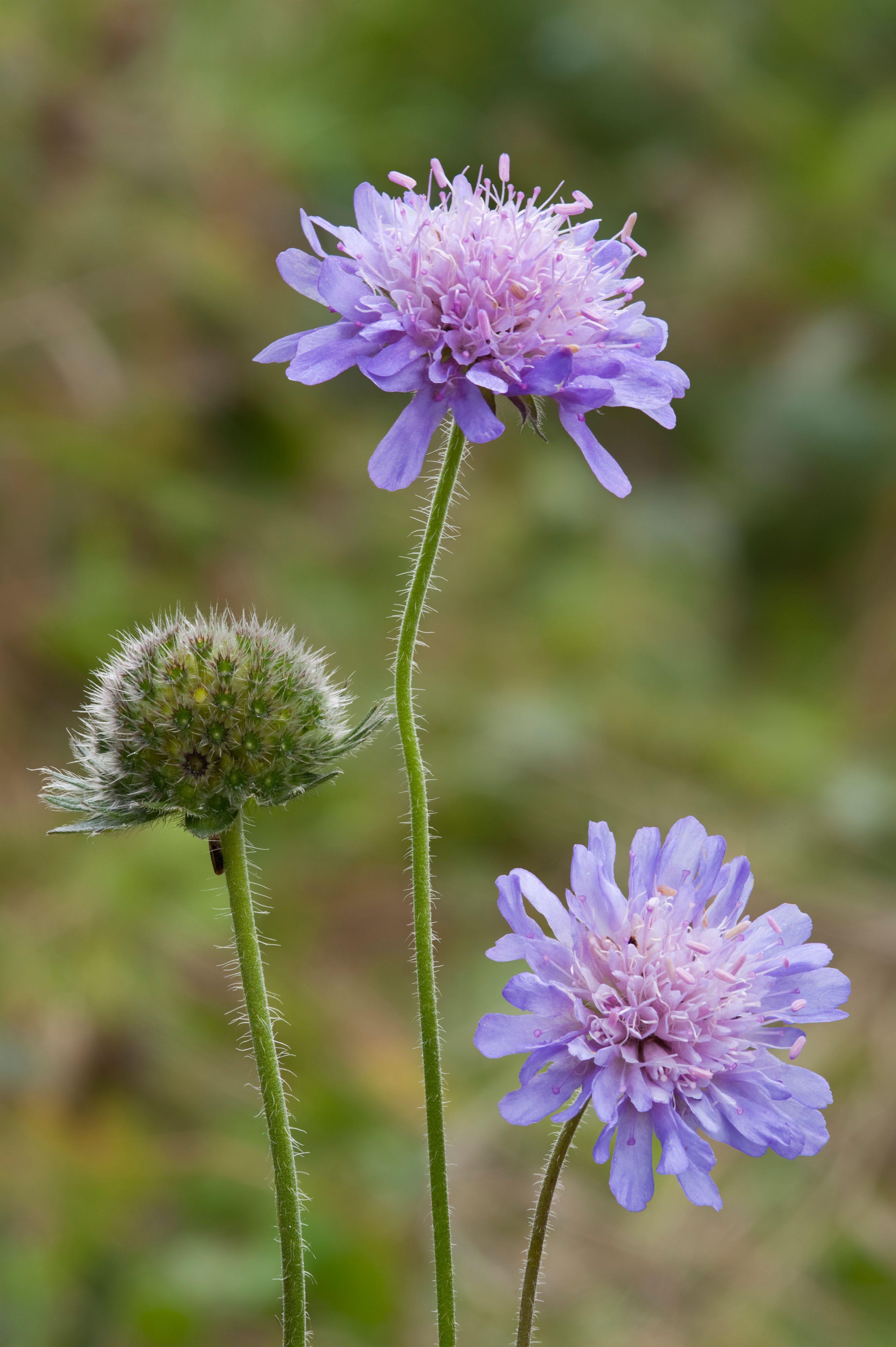 Knautia arvensis of beemdkroon