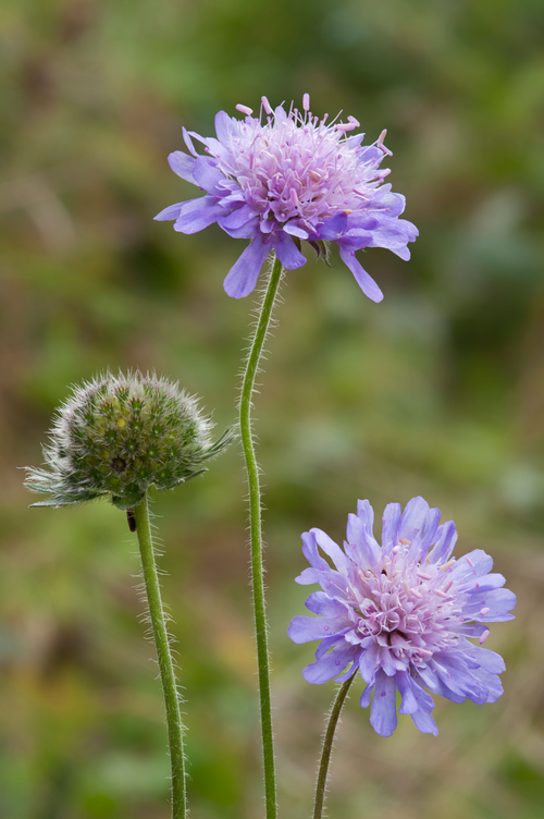 Knautia arvensis