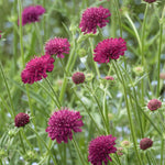 Knautia macedonia - beemdkroon vaste plant