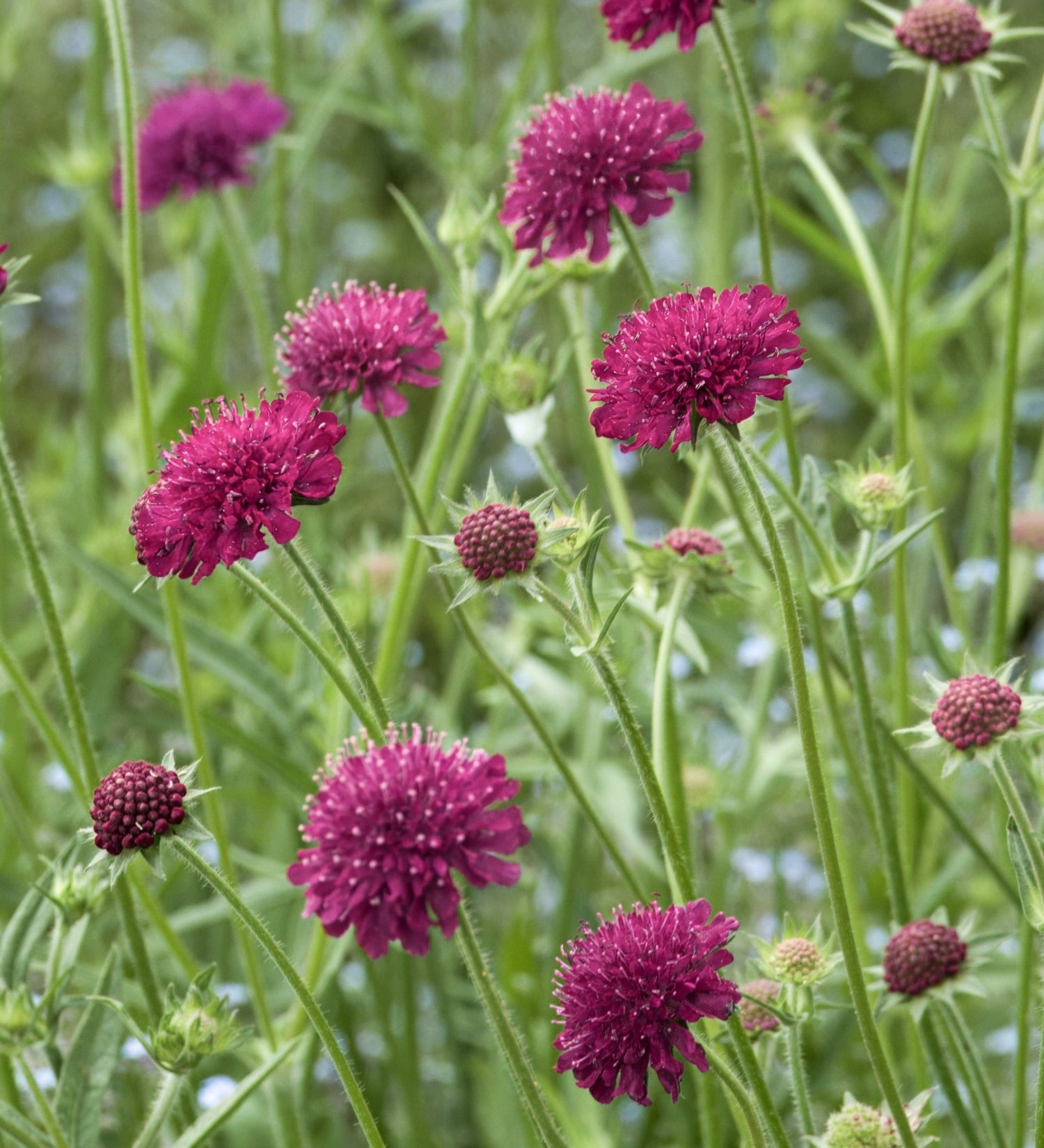 Knautia macedonia - beemdkroon vaste plant