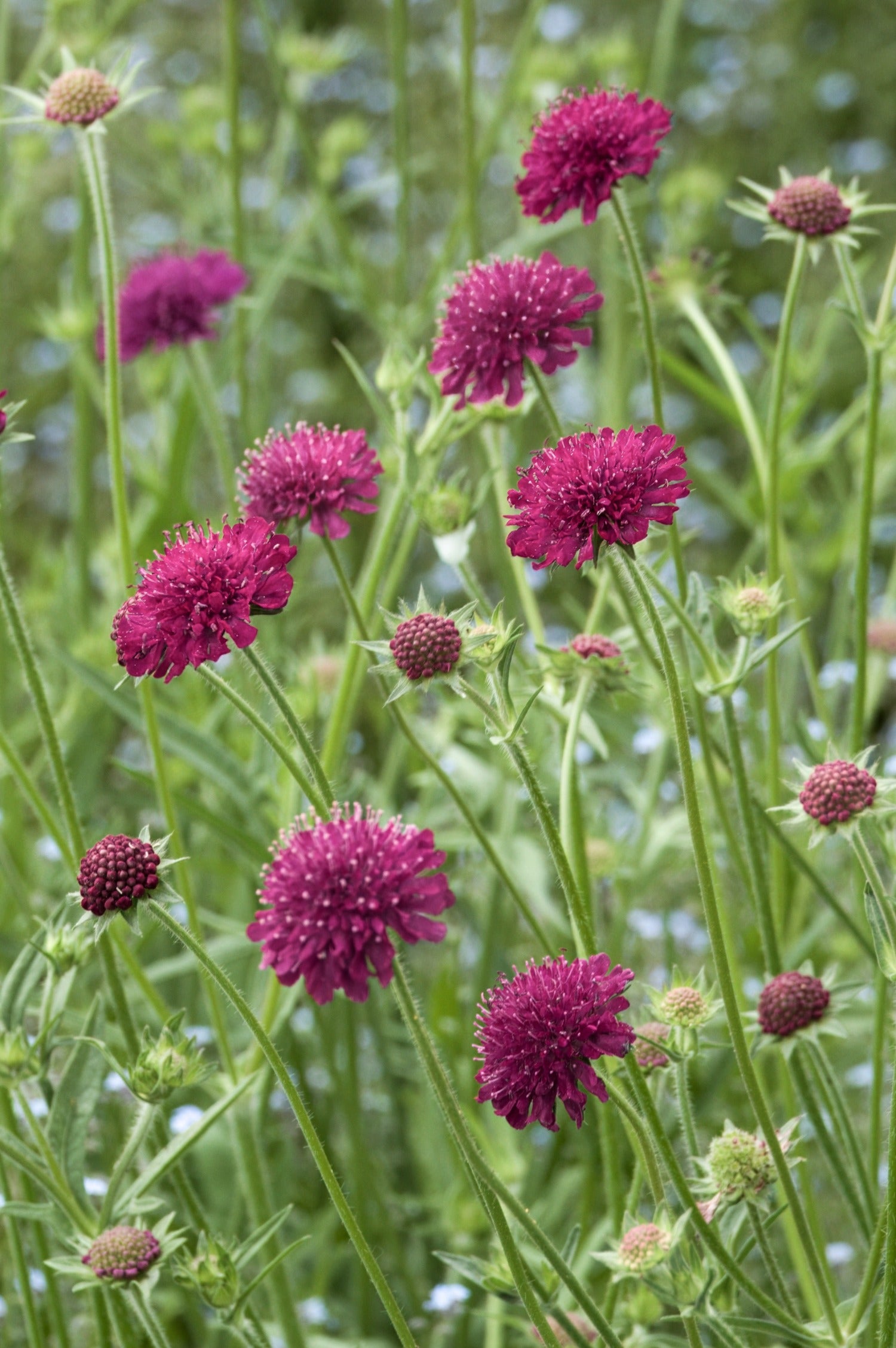 Knautia macedonia - beemdkroon vaste plant