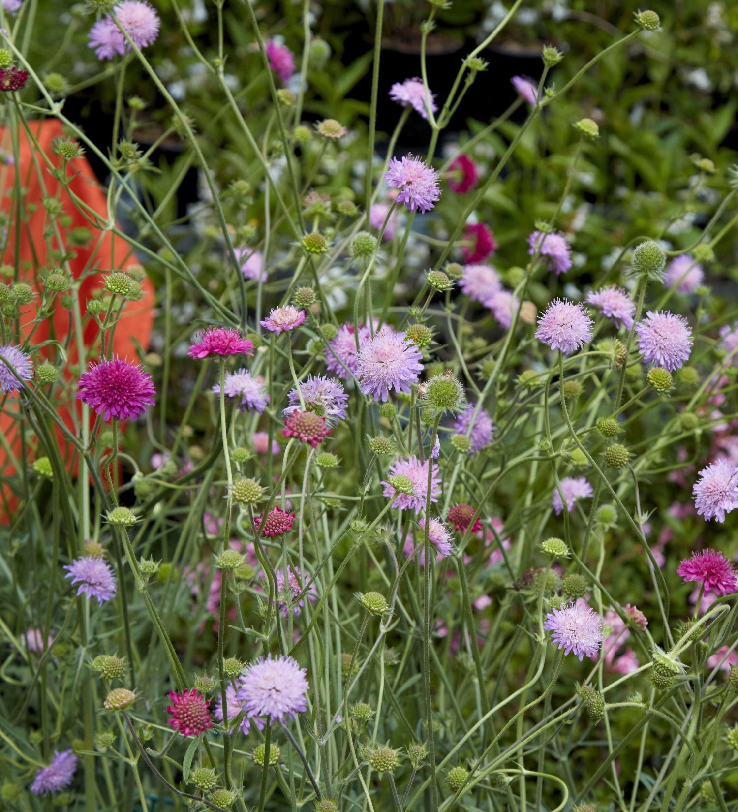 Beemdkroon of Knautia macedonica 'Melton Pastels'