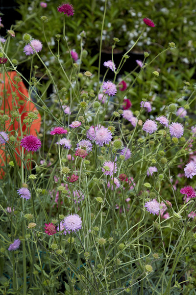 Knautia macedonica 'Melton Pastels'