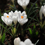 Krokus 'Jeanne d'Arc'