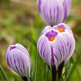 Krokus 'King of the Striped'