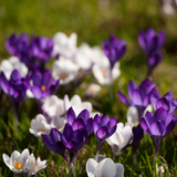 Krokus 'Mix'