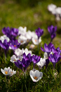 Krokus 'Mix'-Angelo