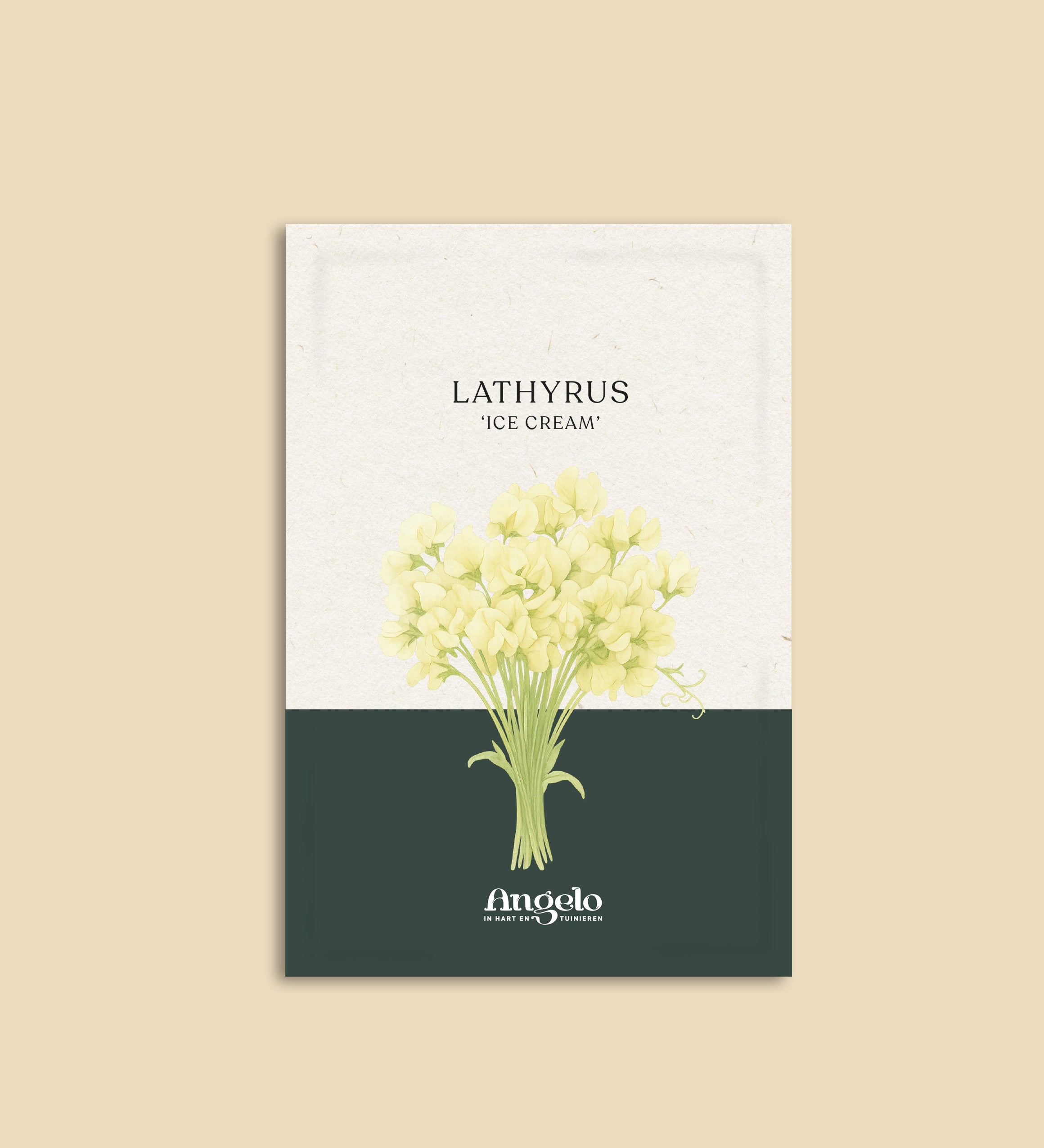 Lathyrus odoratus 'Ice Cream'-Angelo
