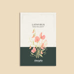 Lathyrus odoratus 'Miss Willmot'-Angelo