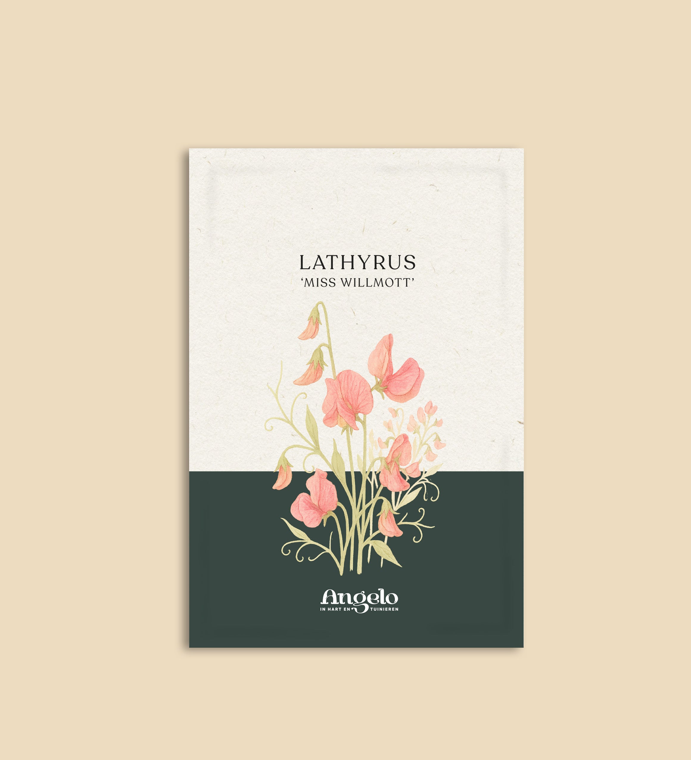 Lathyrus odoratus 'Miss Willmot'-Angelo