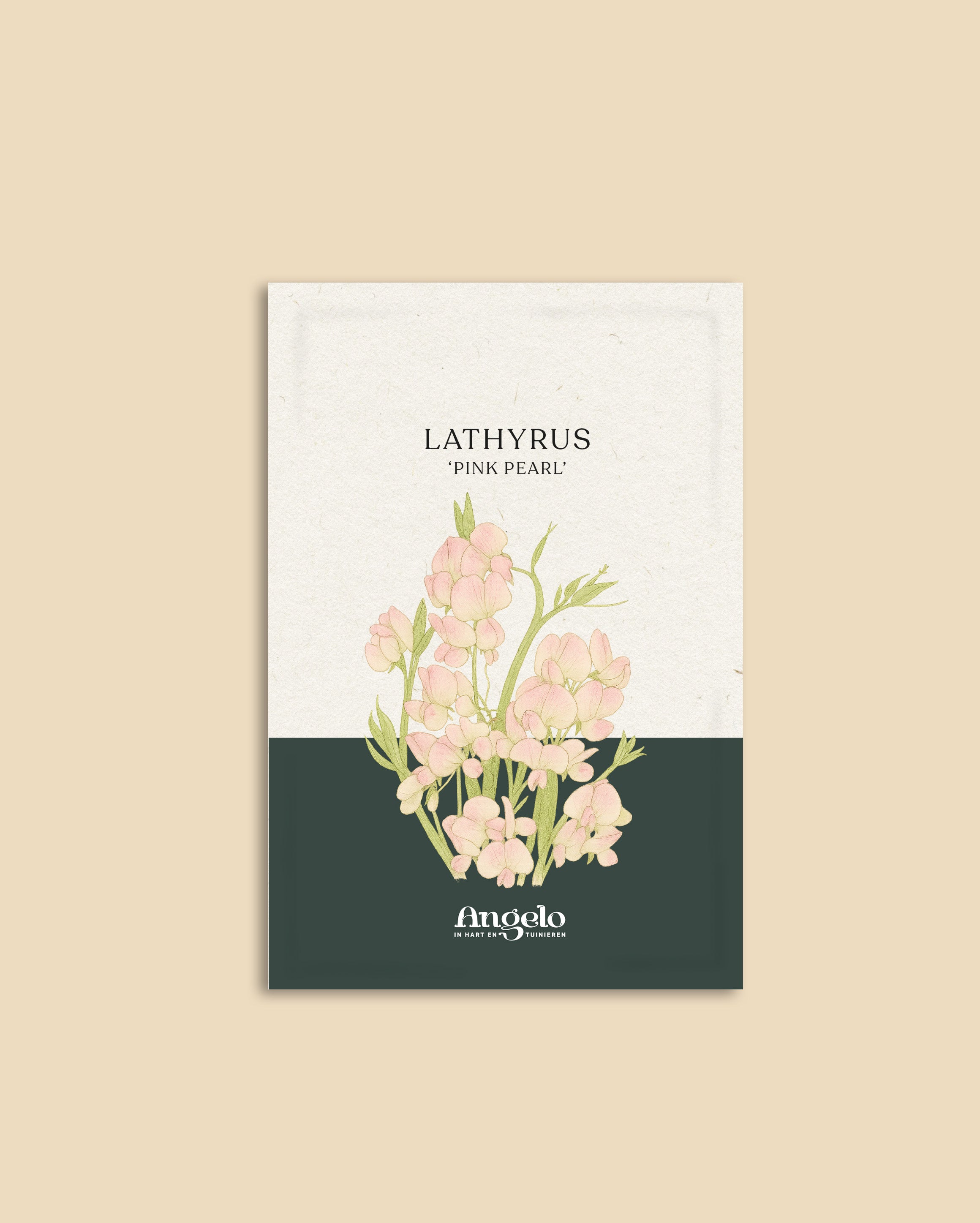 Lathyrus latifolius 'Pink Pearl'-Angelo