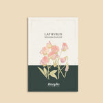 Lathyrus odoratus 'Spanish Dancer'-Angelo
