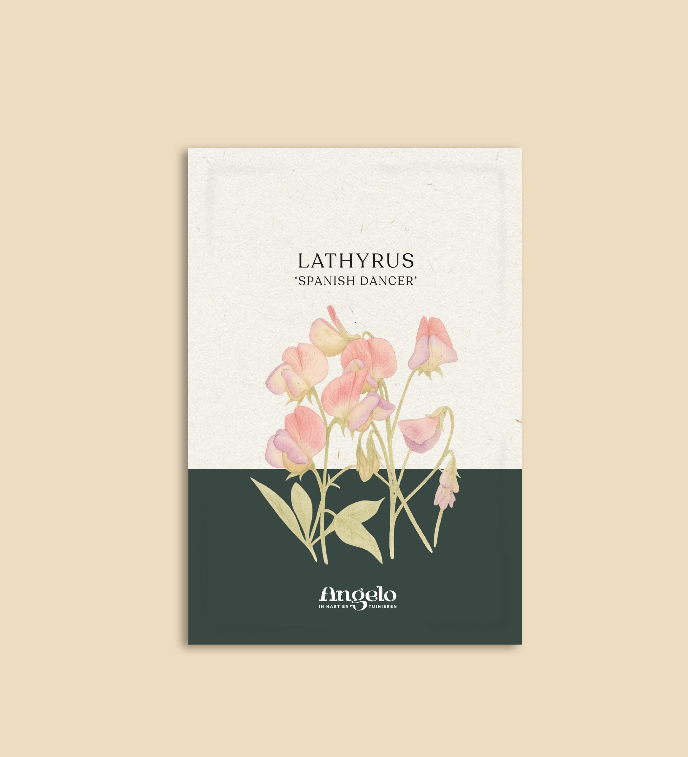 Lathyrus odoratus 'Spanish Dancer'-Angelo