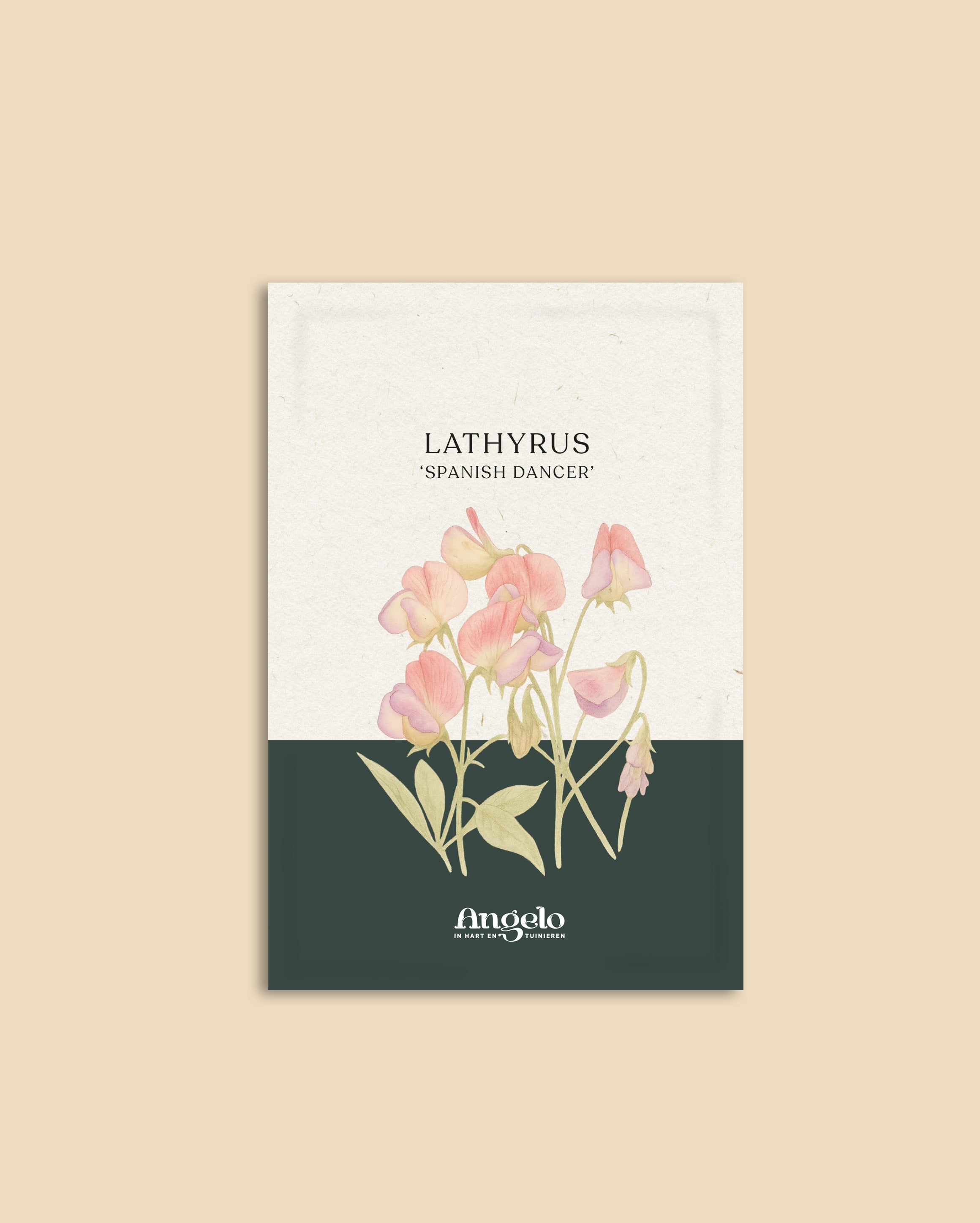 Lathyrus odoratus 'Spanish Dancer'-Angelo