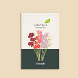 Lathyrus odoratus 'Spencer Mix'-Angelo