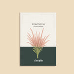Limonium suworowii 'Pink Pokers'-Angelo