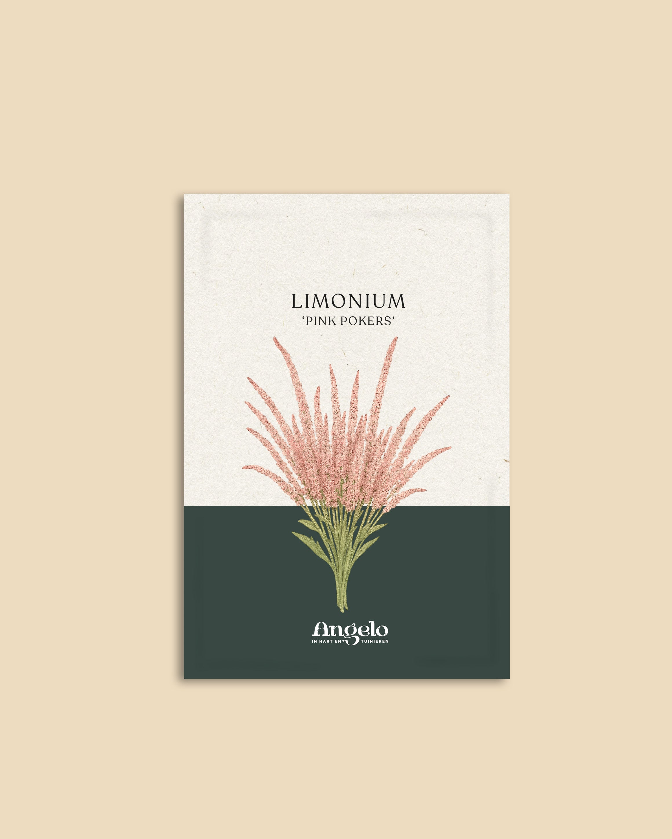 Limonium suworowii 'Pink Pokers'-Angelo