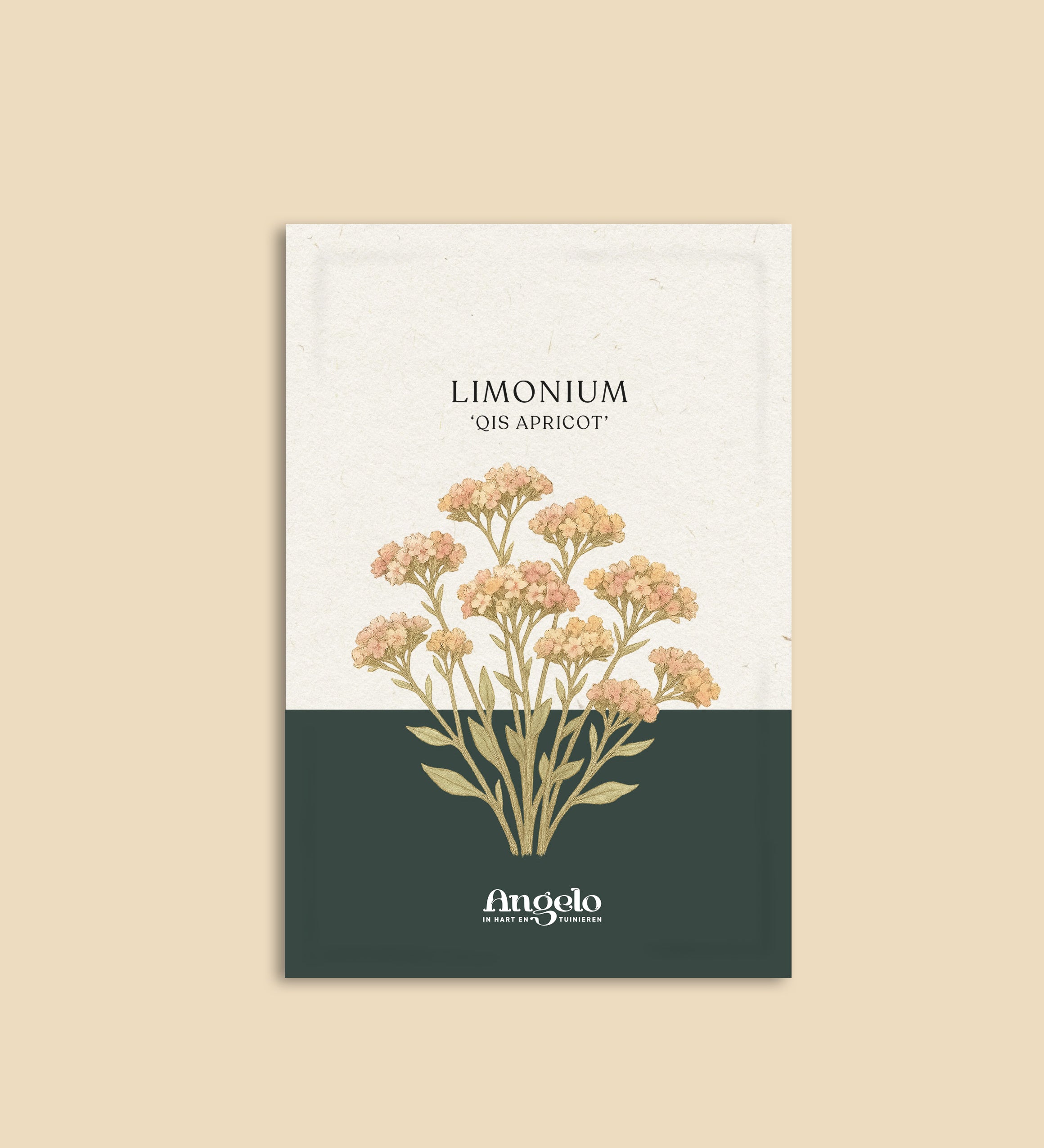 Limonium sinuatum 'qis apricot'-Angelo