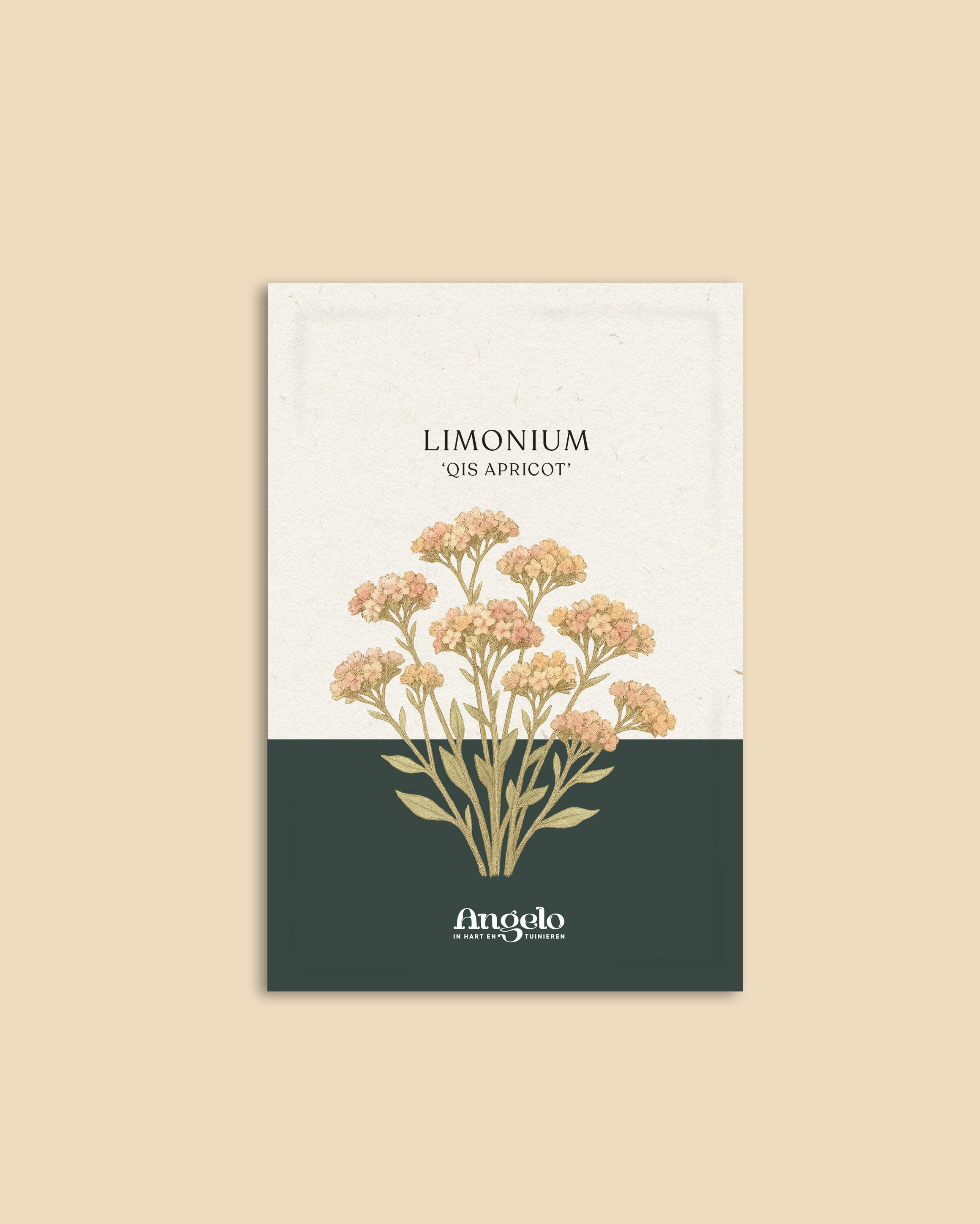 Limonium sinuatum 'qis apricot'-Angelo