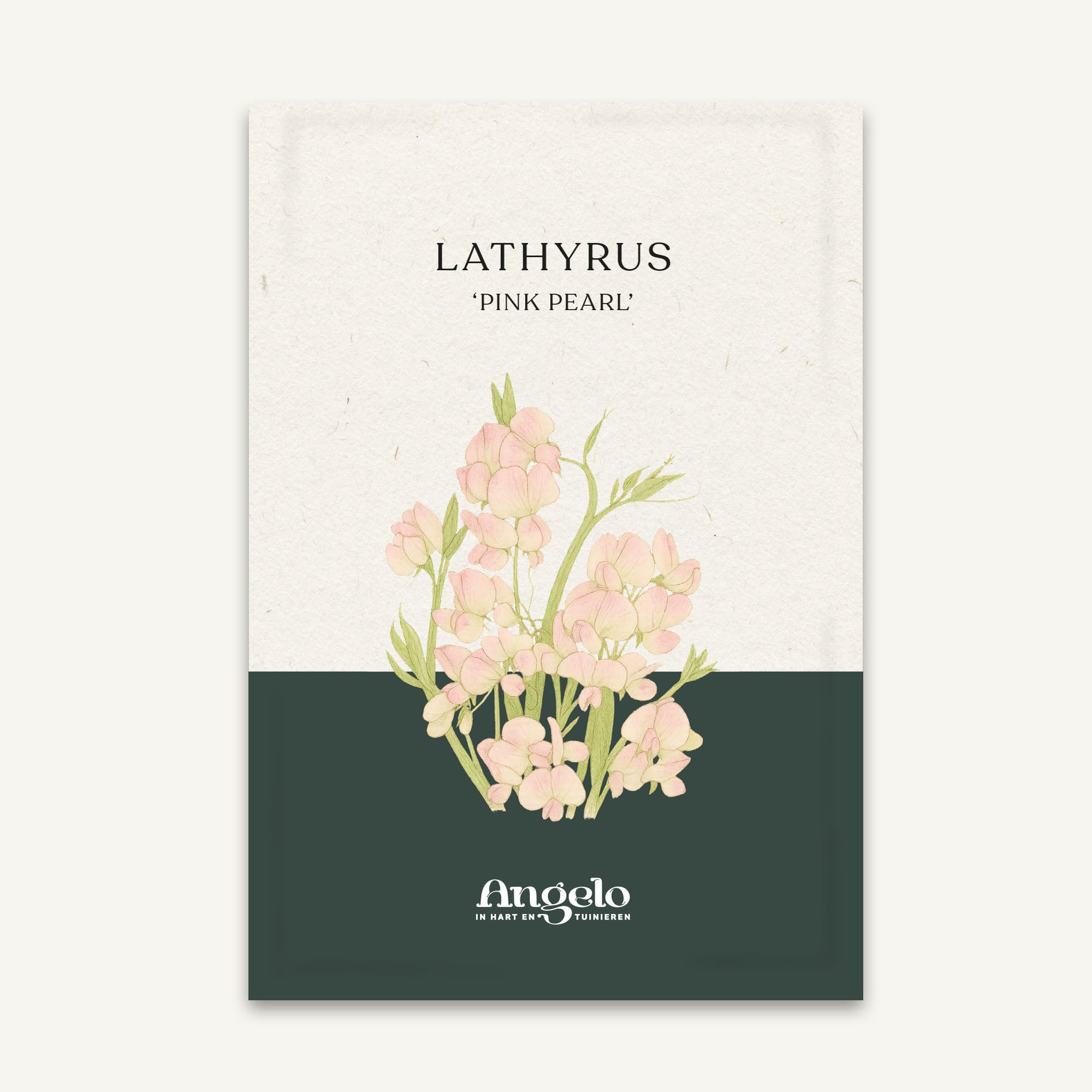 Lathyrus latifolius 'Pink Pearl' zaadzakje