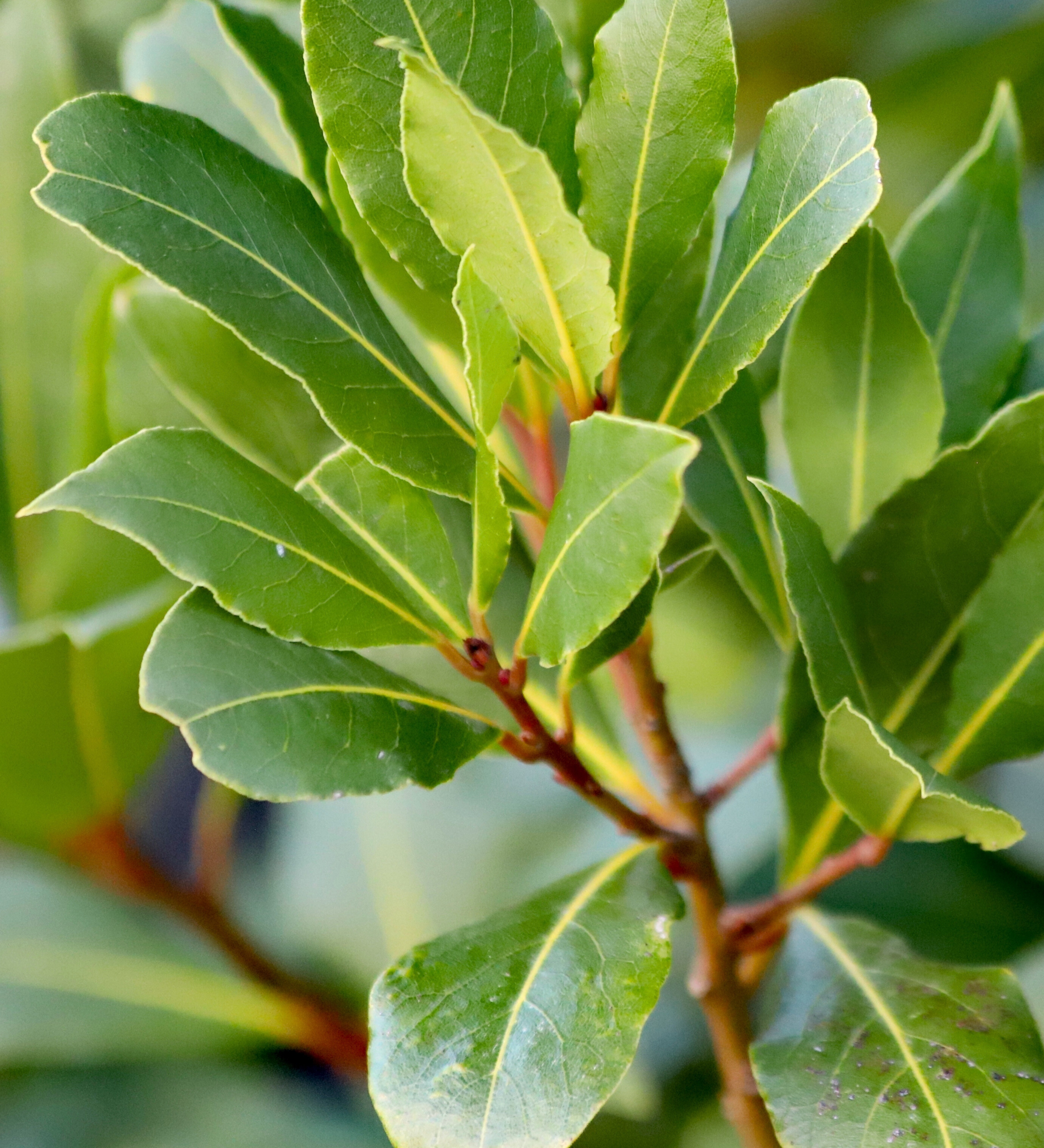 Laurier of Laurus nobilis