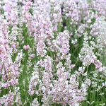 Lavendel of Lavandula angustifolia 'Hidcote Pink'