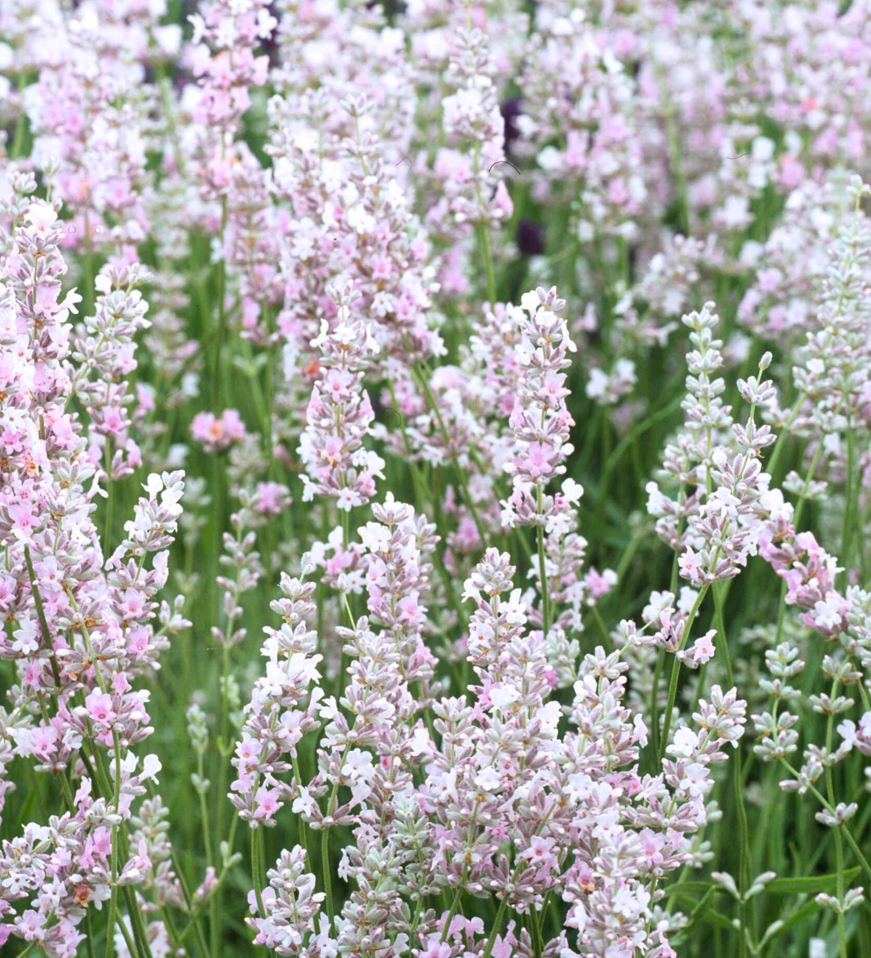 Lavendel of Lavandula angustifolia 'Hidcote Pink'