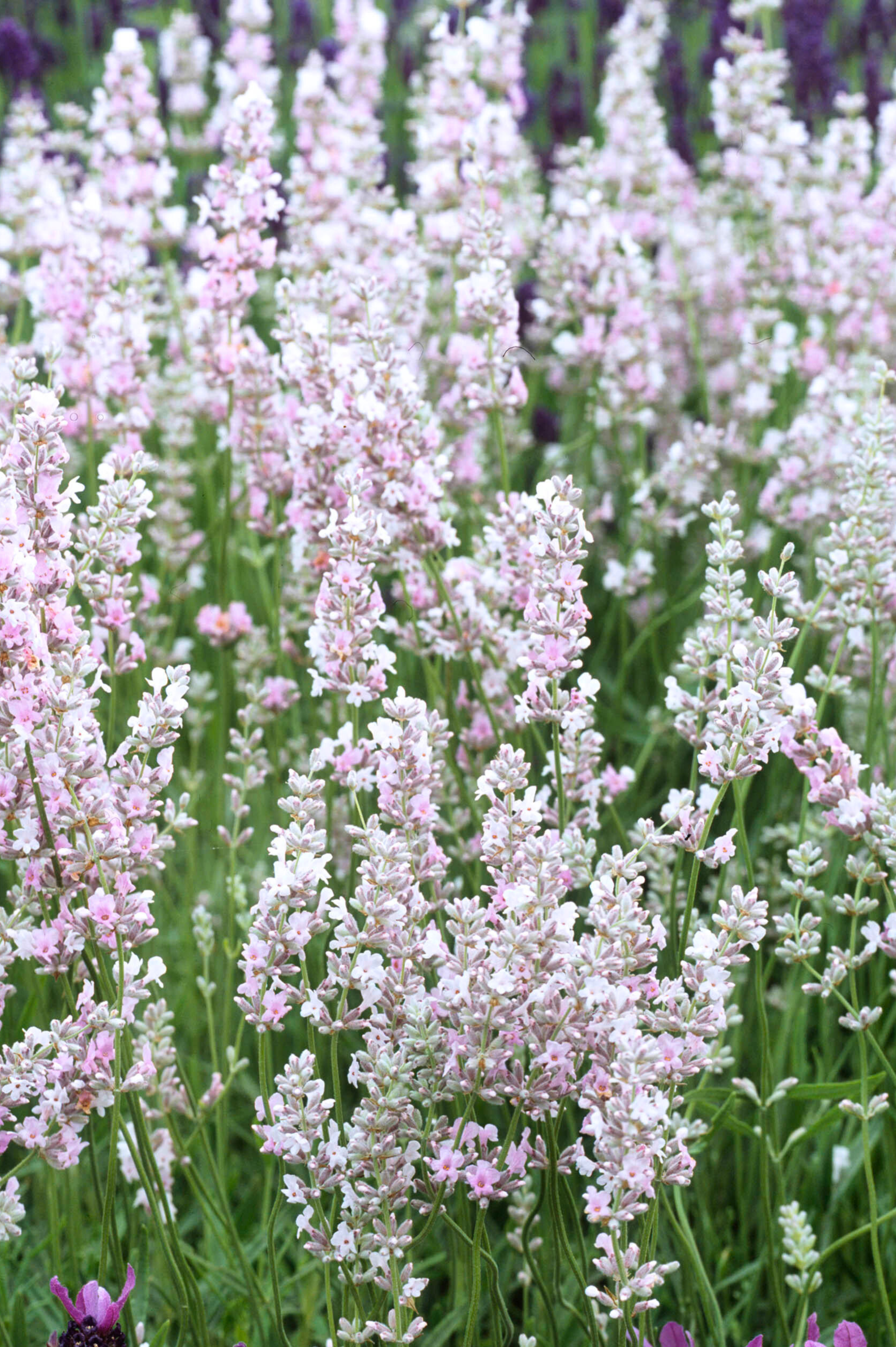 Lavendel of Lavandula angustifolia 'Hidcote Pink'