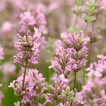 Lavandula angustifolia 'Rosea' - lavendel vaste plant