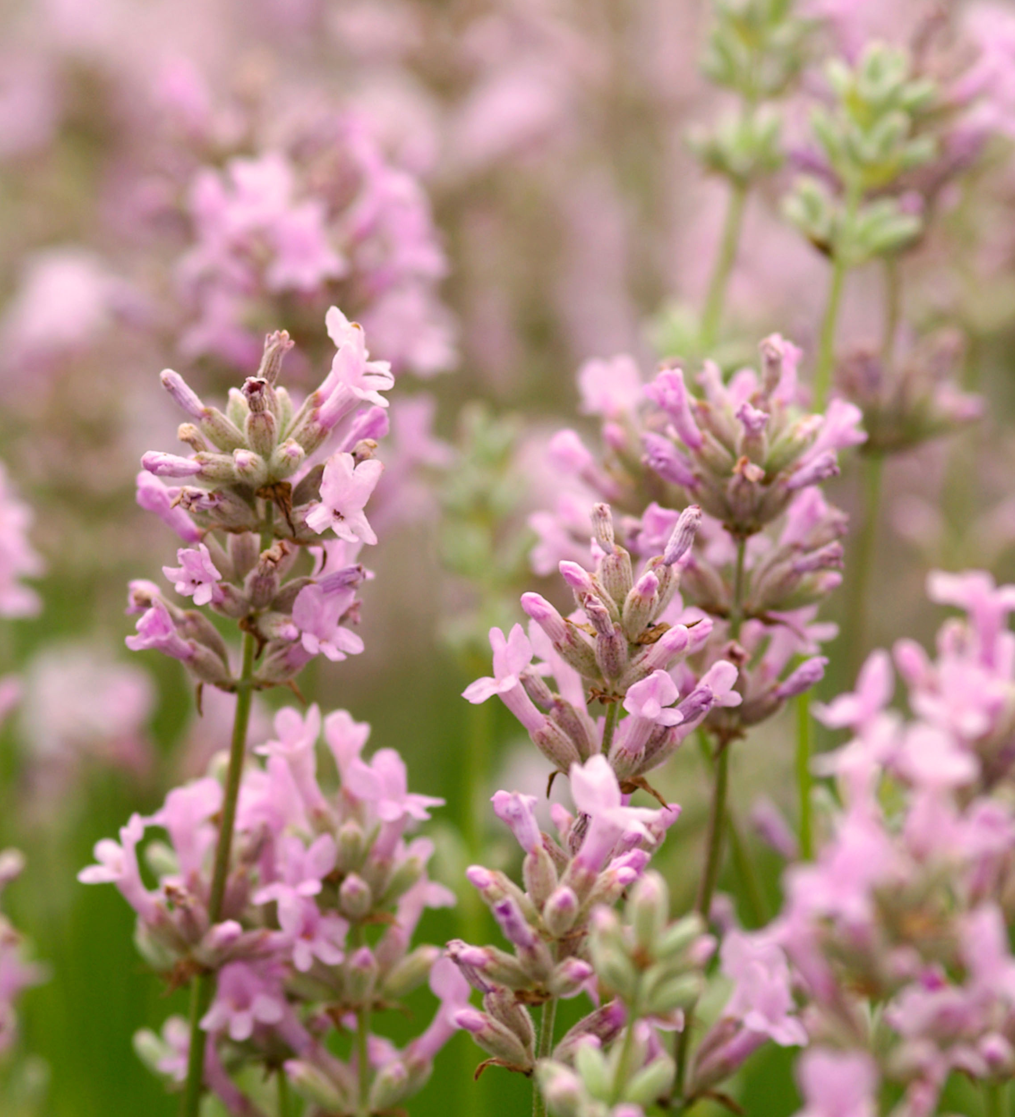 Lavandula angustifolia 'Rosea' - lavendel vaste plant