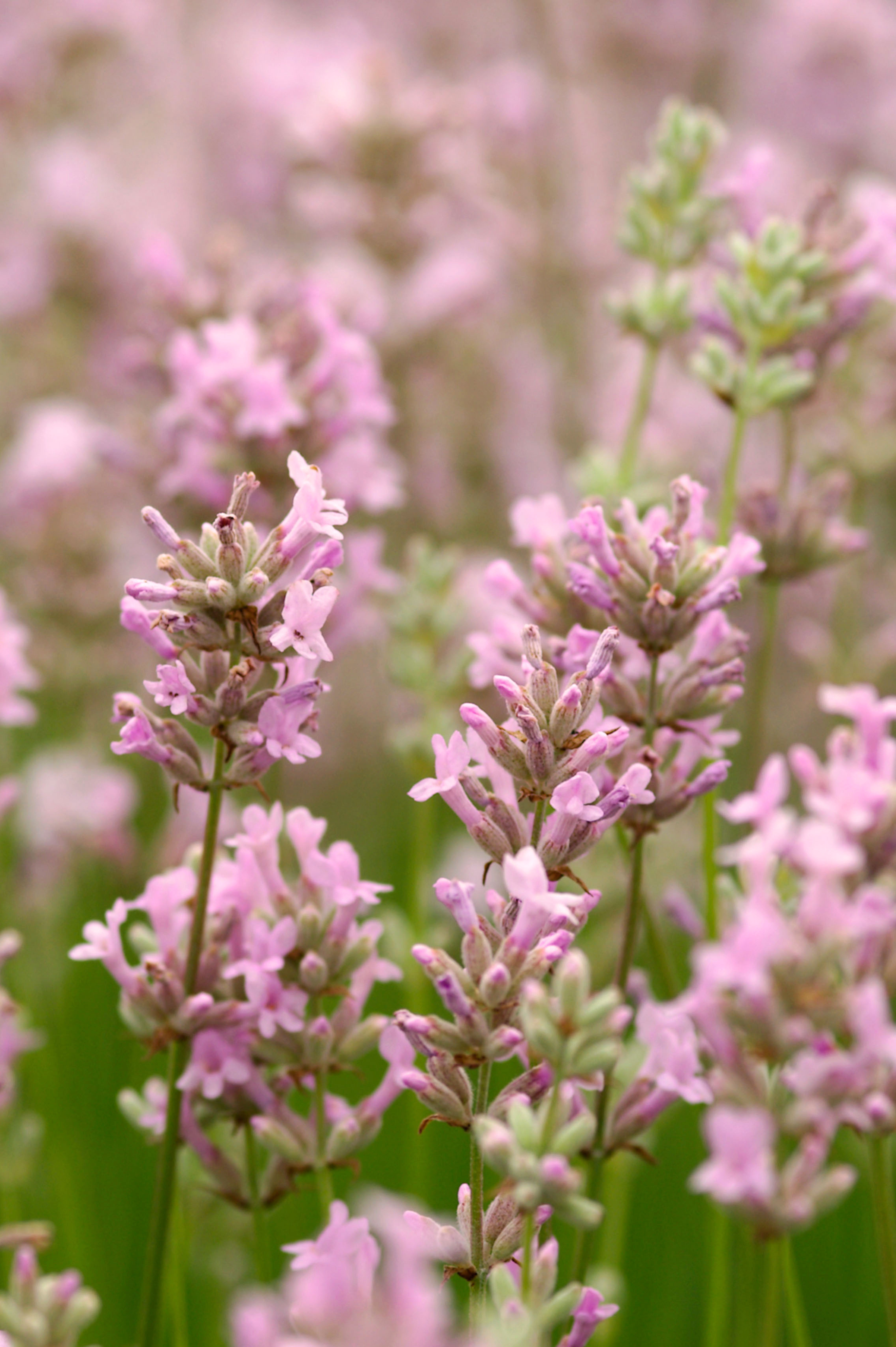 Lavandula angustifolia 'Rosea' - lavendel vaste plant