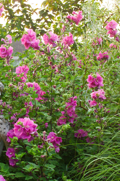 Lavatera 'Burgundy Wine'