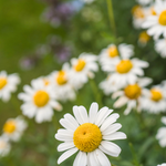 Gewone margriet en Leucanthemum vulgaire