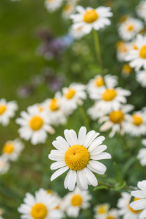 Gewone margriet en Leucanthemum vulgaire