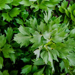 Lavas of Leviticum officinale