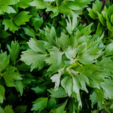 Lavas of Leviticum officinale