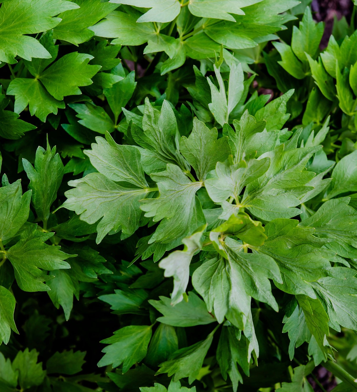 Lavas of Leviticum officinale
