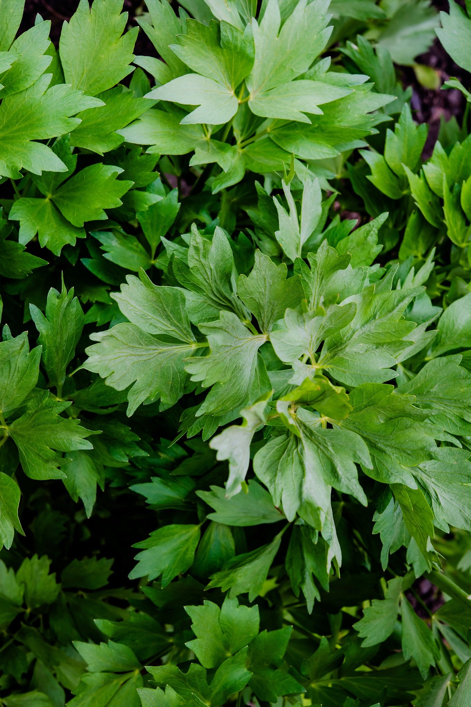 Lavas of Leviticum officinale
