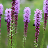 Liatris spicata