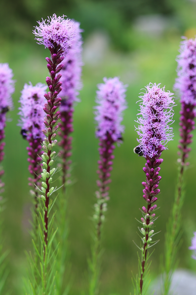 Liatris spicata