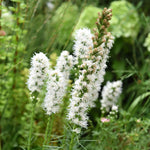 Liatris spicata 'Floristan Weiss' - lampenpoetser vaste plant